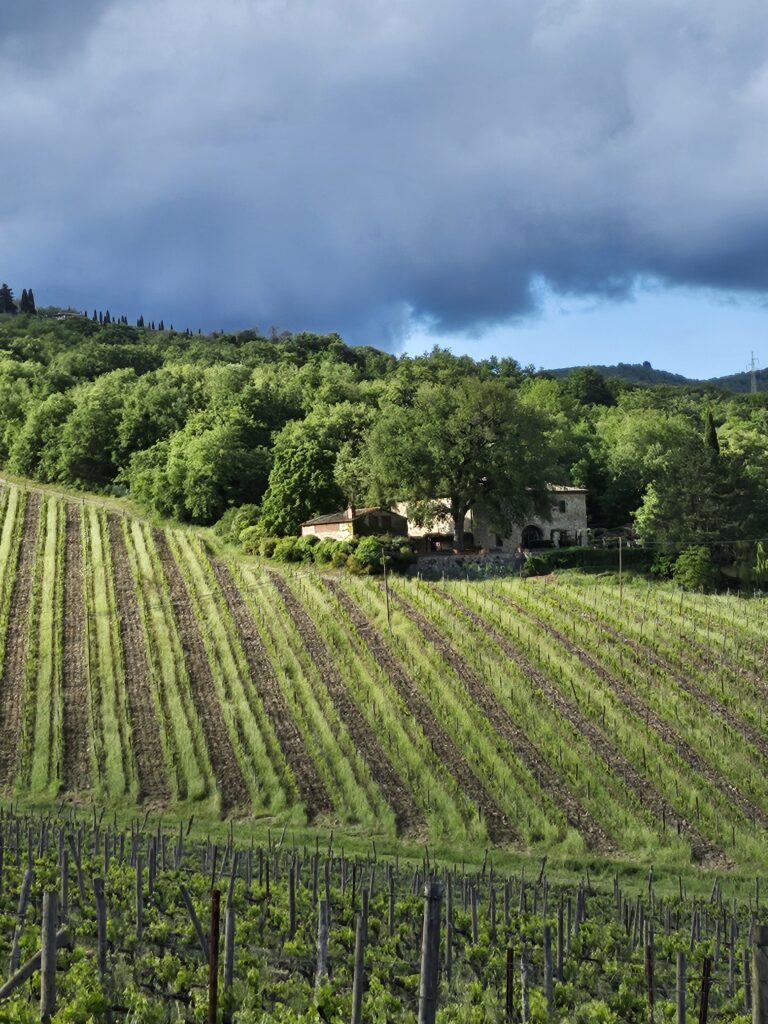 vineyard