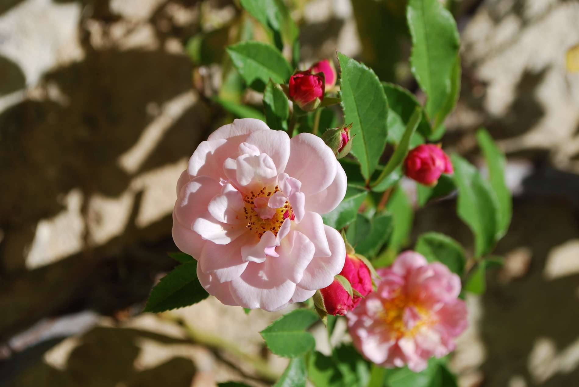 Close up of flowers