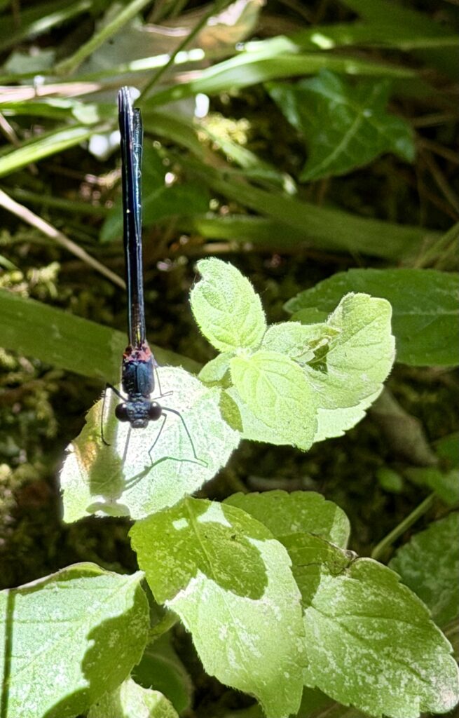 A mayfly resting on a leaf.